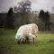 Day-old lambs and ewe. Spring. UK