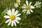 The day of peace. Beautiful Daisy flowers in a field, closeup