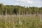 Day shot of a swamp field with rows of dead broken naked birch tree trunks, tall green trees and a forest in the background.