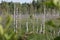 Day shot of a swamp field with rows of dead broken naked birch tree trunks, tall green trees and a forest in the background.