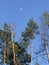 The day time moon shines in the blue sky behind tall trees in Kyiv or Kiev - UKRAINE