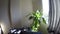 Day timelapse on yucca plant in a room near the window