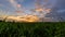 Day to night time lapse of sugarcane field