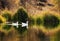 Day view of Autumn scene at small pond