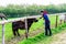 Day view disabled boy on crutches feeding horse