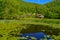 A day view of a lake or swamp filled with green circle leafs and several houses on a green hill