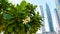 Day view of the Luxurious Dubai Marina and Green Tree closeup with white flowers in UAE taken at bright sunny day.