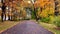 Day walk in a beautiful autumn park with fallen golden foliage