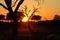 Daybreak in the African Bush
