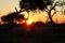 Daybreak in the African Bush