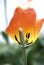 Daydream tulip seeds which will creaate more daydreams.
