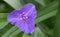 Dayflower Tradescantia andersoniana Concord Grape, purple flower