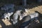 daylight. Agriculture. an experienced young pig eats food. they are in the pen