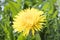 Daylight. dandelion. have toning. shallow depth of field