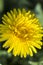 Daylight. dandelion. have toning. shallow depth of field