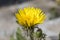 Daylight. dandelion. have toning. shallow depth of field