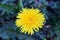 Daylight. dandelion. have toning. shallow depth of field