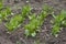 Daylight. Garden. Sorrel grows on it. Close-up