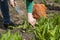 Daylight. Garden. Sorrel grows on it. Hands cut roots and collect. Close-up