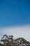 Daylight moon with blue sky above eucalyptus bush