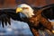 Daylight reveals eagles splendor in a closeup field portrait