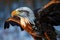 Daylight reveals eagles splendor in a closeup field portrait