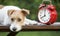 Daylight savings time banner, cute puppy with a red retro alarm clock