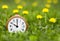 Daylight savings time, spring forward - alarm clock and dandelion flowers