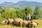 Daylight view to old Shepherd with gazing sheep