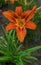 Daylilies blooming with orange flowers - Hemerocallis, in the summer garden