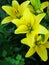 Daylilies close up