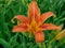 The Daylilly that wakes and sleeps