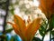 Daylily against the background of sunlight and foliage.