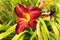 Daylily blooms