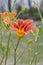 The daylily blooms on long thin green stems