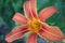 Daylily With Delicate Petals And  Long Stamens