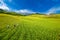 Daylily field in the mountain