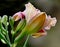 A daylily flower.