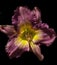 Daylily Flower on a Black Background