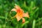 Daylily flower. Blooming garden flower. Close-up of a lily flower. Selective soft focus. Blurred background