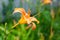 Daylily flower. Blooming garden flower. Close-up of an orange flower. Selective soft focus. Blurred background