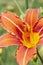 Daylily flower close-up. Flowering orange lily