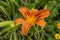 Daylily, flower in the garden, decorative plant