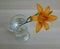 Daylily flower in a glass of water