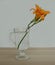 Daylily flower in a glass of water