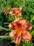 daylily, flower, orange, terracotta, pink, nature, plant, garden