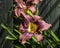 DayLily Flower of Purple and Ruby Colors