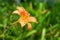 Daylily flower. Side view of a blooming garden flower. Close-up of an orange flower. Selective soft focus. Blurred background