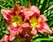 A daylily is a flowering plant