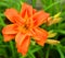 Daylily is a flowering plant